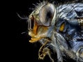 Macro a fly, large insect, side view, big monster close up Royalty Free Stock Photo