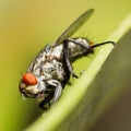 Macro of fly on leaf on blurred green background Royalty Free Stock Photo