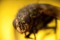 Macro fly Royalty Free Stock Photo