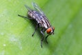 Macro fly one Royalty Free Stock Photo