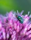 Macro of a fly on a pink flower blossom Royalty Free Stock Photo