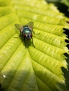 A macro of a fly posing on a hornbeam leaf