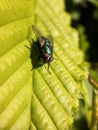 A macro of a fly posing on a hornbeam leaf