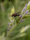 A macro of a fly posing on a lavender sprout.