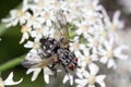 Fly in closup on a white Flower. Royalty Free Stock Photo