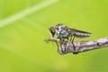 Macro of fly Robber Fly, Asilidae, Predator insect