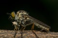 Macro of fly (Robber Fly, Asilidae, Predator) insect