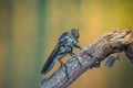 Macro of fly (Robber Fly, Asilidae, Predator) insect