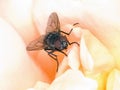 Macro of fly on rose flower petals - compound eyes