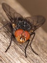 Macro of fly showing details in face Royalty Free Stock Photo