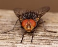 Macro of fly showing details in face Royalty Free Stock Photo