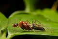 Macro of Flying ants on green leaf in rainny season. Male Ant with wing on green leave Royalty Free Stock Photo