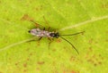 Macro of a flying bug on a speckled green leaf Royalty Free Stock Photo