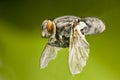 Macro of a flying fly