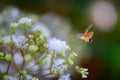Macro of a flying hummingbird hawkmoth Royalty Free Stock Photo