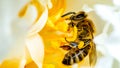 Macro focus shot of carniolan honey bee collecting nectar from a yellow flower with blur background Royalty Free Stock Photo