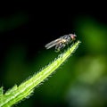 Macro focus shot of a fly stands on a green leaf with blurred background Royalty Free Stock Photo