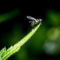 Macro focus shot of a house fly stands on a green leaf with blurred background Royalty Free Stock Photo