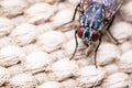 Macro focus shot of a housefly stand on a burlap surface Royalty Free Stock Photo