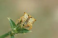 Macro focus shot of a red shield bug on a green flower bud with blur bacgkround Royalty Free Stock Photo