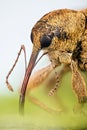 Acorn Weevil, Curculio glandium, Nut Weevil, Curculio nucum Royalty Free Stock Photo