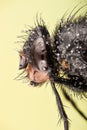 Bluebottle fly, Bottlebee, Calliphora vomitoria Royalty Free Stock Photo