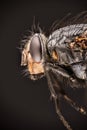 Bluebottle fly, Bottlebee, Calliphora vomitoria Royalty Free Stock Photo