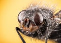 Bluebottle fly, Bottlebee, Calliphora vomitoria Royalty Free Stock Photo