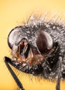 Bluebottle fly, Bottlebee, Calliphora vomitoria Royalty Free Stock Photo