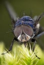 Common Blue Bottle Fly, Bluebottle Fly, Flies Royalty Free Stock Photo