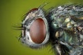 Focus Stacking - Common Green Bottle Fly, Greenbottle Fly, Flies