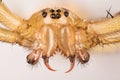 Common Hammock-weaver, Spider, Linyphia triangularis