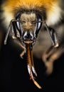 Field Bumblebee, Common Carder Bumblebee, Bumblebee, Dumbledor, Dumbledore