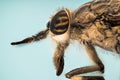 Notch-horned Cleg, Haematopota pluvialis, Common Horse Fly Royalty Free Stock Photo