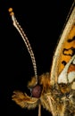 Pearl-bordered Fritillary, Butterfly, Boloria euphrosyne