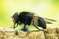 Pellucid Fly, Pellucid Hoverfly, Volucea pellucens Royalty Free Stock Photo