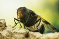 Pellucid Fly, Pellucid Hoverfly, Volucea pellucens Royalty Free Stock Photo