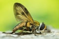 Fly, Phasia hemiptera Royalty Free Stock Photo