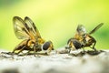 Fly, Phasia hemiptera Royalty Free Stock Photo