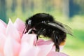 Red-tailed Bumblebee, Bumblebee, Bombus lapidarius Royalty Free Stock Photo