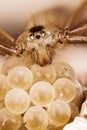 Daddy Long-legs Spider. Female on eggs. Her Latin name is Pholcus phalangioides.