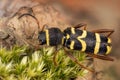 Wasp Beetle, Beetle, Clytus arietis