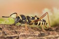 Wasp Beetle, Beetle, Clytus arietis Royalty Free Stock Photo