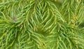 Macro Focus on Tips of Pine Tree Needles