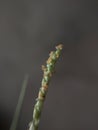 Macro focused grass in grey background