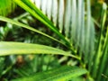 Macro focused on a part of long tropical leaves