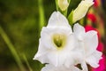 Macro focused view of white gladiolus flower.