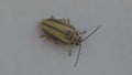 Macro footage of green little coleoptera in white background