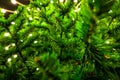 Macro footage of pine twig decorated by the garland filmed from below in the evening outdoors Royalty Free Stock Photo