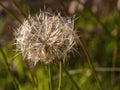 Macro fotography of a false dandelion puff head Royalty Free Stock Photo